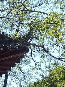 桃林翠竹