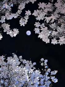 竹影叩星阑