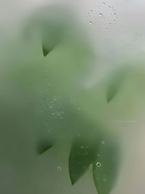 珠帘囚羽