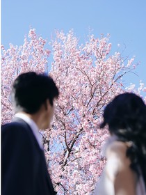 樱花约定，