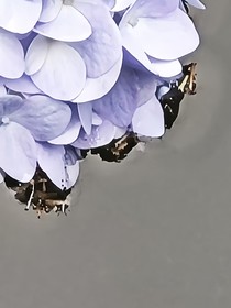 沐风蝶