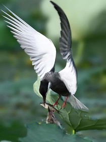 鳥之诗：呦之铭