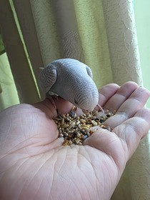 假如打黑里面雷阳有妹妹