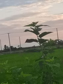 烟雨清歌绾情长
