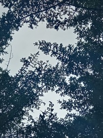 風越荊棘（隨筆）