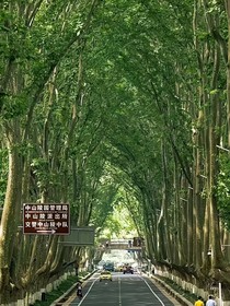 守护汤圆的江淮