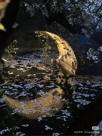 我可以变成毛绒玩具