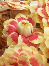 光芒万丈，人生我做主