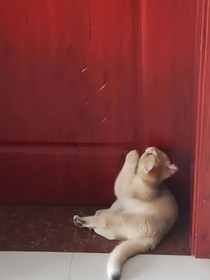 完本短篇合集
