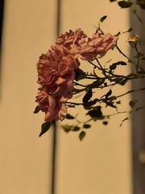 这是一本短篇小说集