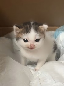 能权血霜