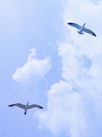 来自西太的风