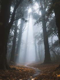基因的转变