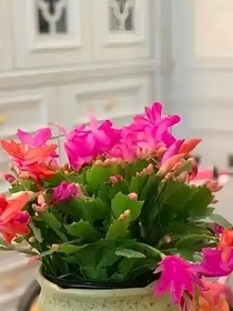 诗意茶生活