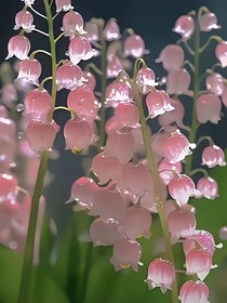 茶茶劇