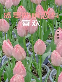 盛夏的暗恋与喜欢