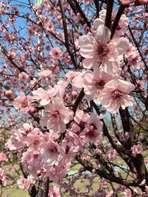 藕餅——桃花緣