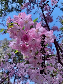 海棠依舊未眠