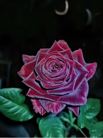 all鄧：皿紅玫瑰