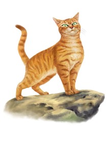 猫武士知识