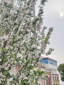 岐愿