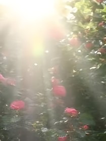 梔子花的盛放