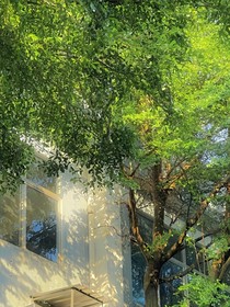 朝雨焚絮