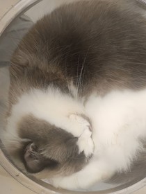 偏偏上了他的贼船