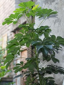 洋荷花