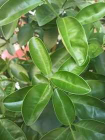 思念在遠(yuǎn)方