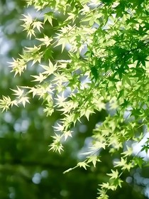 会呼吸的夏天