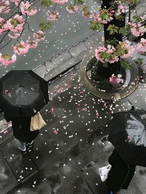 櫻花落盡之時(shí)