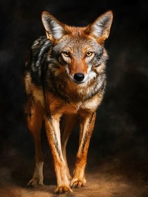 混血豺王續(xù)：今生榮光（上）