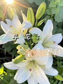斗龍：全員黑化