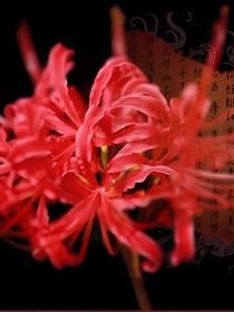 向生而死