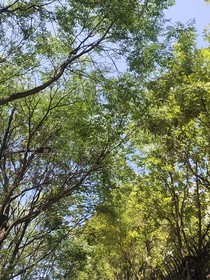 苦夏味