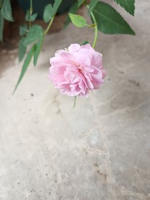 花開如愿