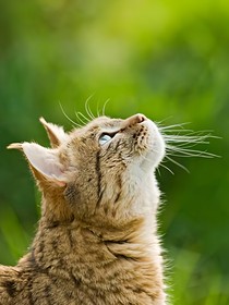 猫武士自编小说——新星加入