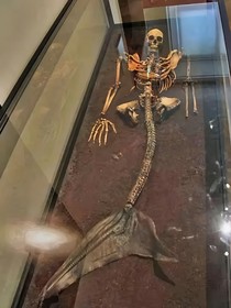 美人鱼存在的
