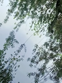新葫：浮生淺夢(mèng)