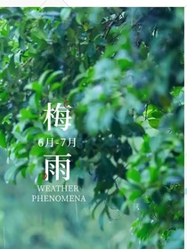 雨季的青梅