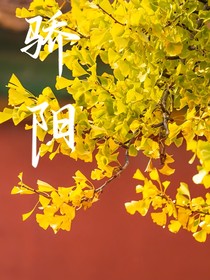 銀杏下的驕陽(yáng)
