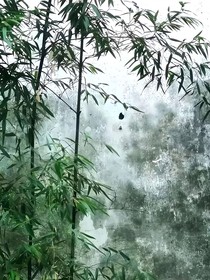 雪葉落盈