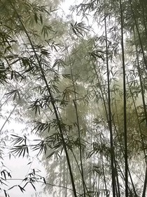 負(fù)心鎖：寶笛同人