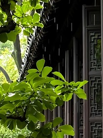 许你一片梧桐叶