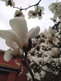 张云雷：愿你余生皆坦途