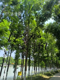 以你为名的回响