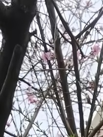 藏不住心跳
