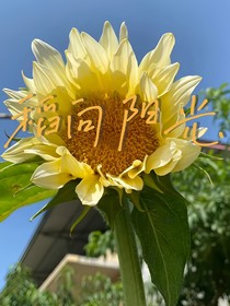 稻向阳光