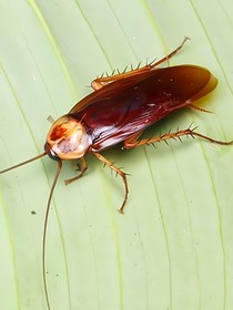 霸道食堂愛上我
